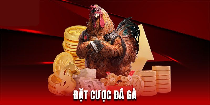 Những lưu ý quan trọng khi đặt cược trong luật đá gà oppa888
